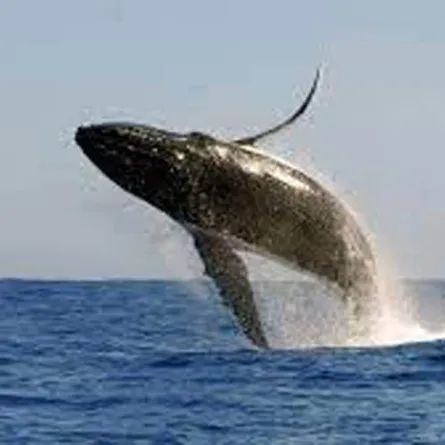 حوت أحدب يفاجئ أباً وابنه خلال رحلة صيد