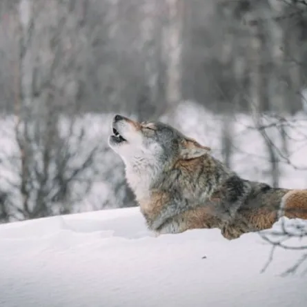 الذئب في المنام