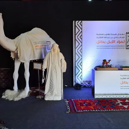 مزاد الإبل بحائل - الصورة من واس