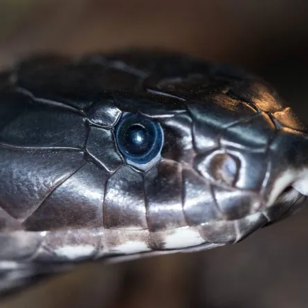 صورة رأس ثعبان ملك الكوبرا