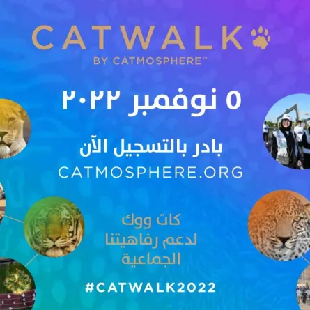 "كاتموسفير" تطلق مسيرة "كات ووك" المجتمعية للحفاظ على القطط البرية 