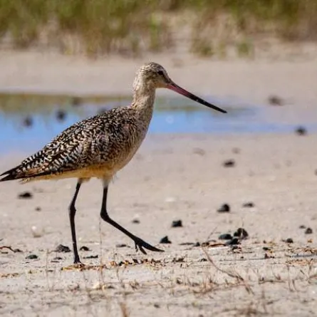 الطائر غوديت