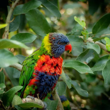 أضخم ببغاء في العالم