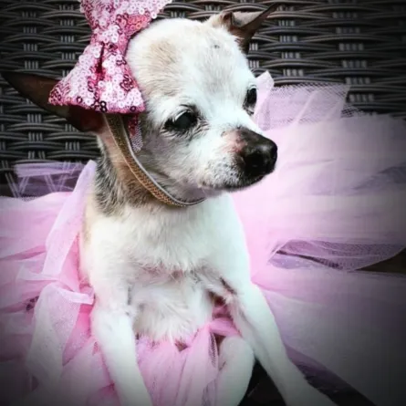 نفوق الكلبة الأكبر سناً في العالم عن عمر يناهز 22 عاماً