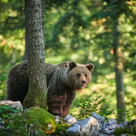 العثور على أكبر دب في العالم