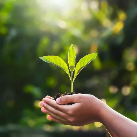 الاقتصاد الاخضر في اليوم العربي للبيئة