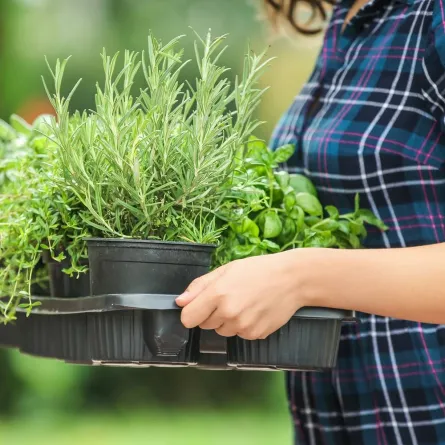 صورة لحامل تحمل أعشاب الزعتر