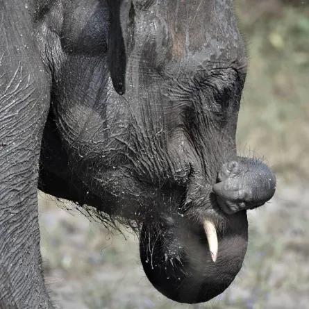 صورة لفيل توسكر عجوز