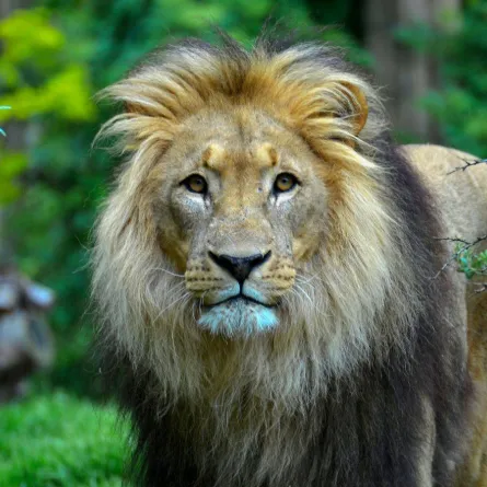 هروب  أسود  يثير الرعب 