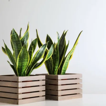 نبات "الأفعى" قد ينمو في أي حرارة تقريبًا