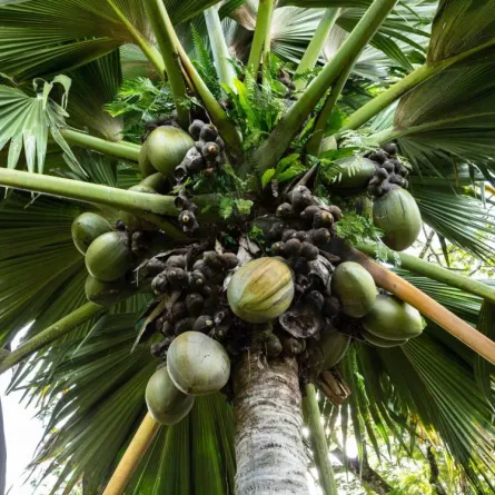 تنمو الشجرة في جزر براسلين وكوريوز - الصورة من pexels