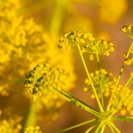 فوائد شرش الزلوع للنساء  (المصدر: Shutterstock)