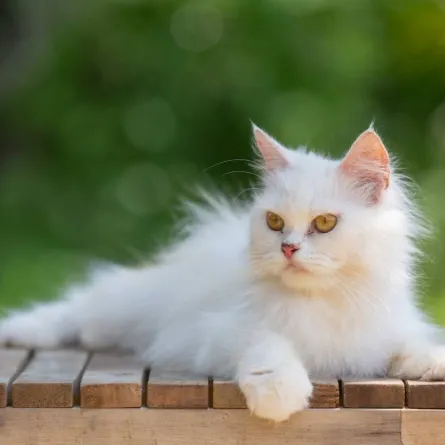 القطة البيضاء 