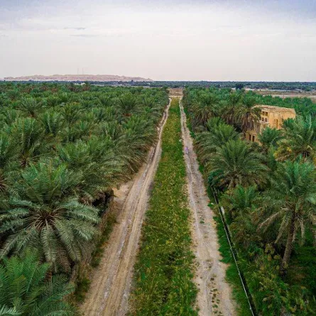 واحة الأحساء