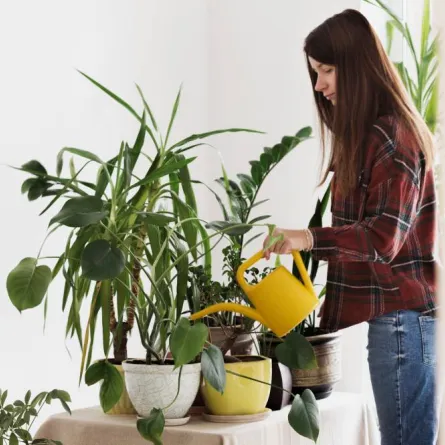 العناية بالنباتات المنزلية  