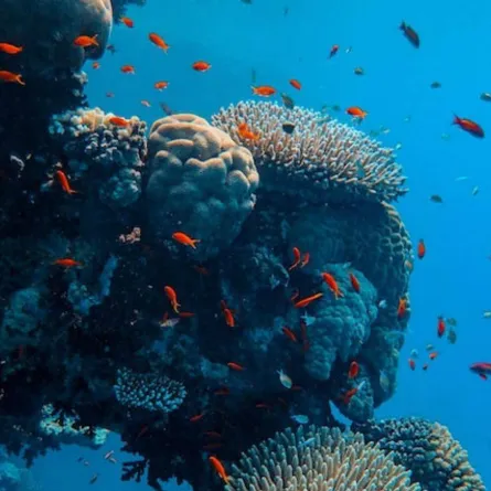 عالم البحار