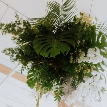 نباتات الزينة