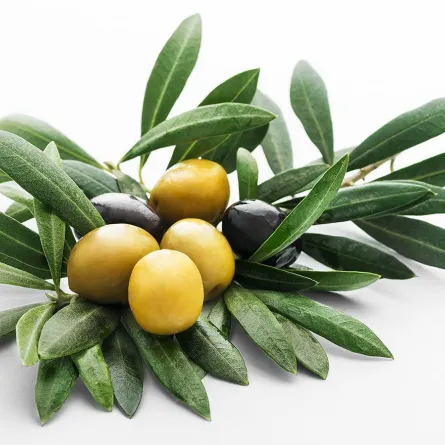 فوائد أوراق الزيتون لا تُحصى