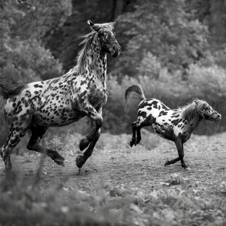  أجمل خيول العالم مهددة بالانقراض