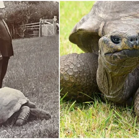 غينيس تهنئ أكبر سلحفاة بالعالم في عامه الـ190 - الصورة من غينيس