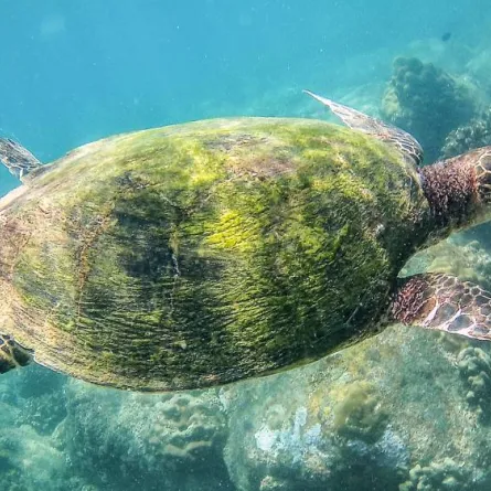 إطلاق محمية للسلاحف البحرية في المياه المحيطة بمتحف اللوفر أبوظبي - pexels