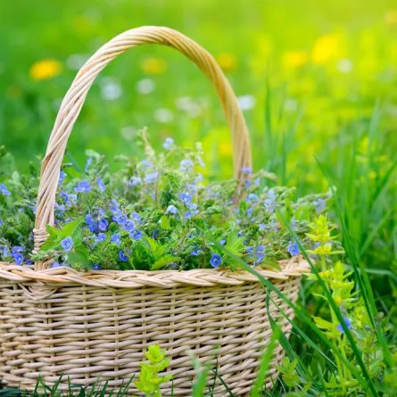 فوائد عشبة الجعدة