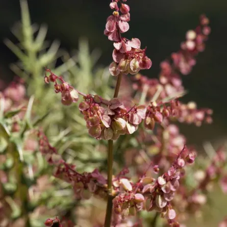 فوائد عشبة العثرب