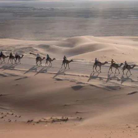 رحلة الهجن- الصورة من مركز حمدان بن محمد لإحياء التراث 