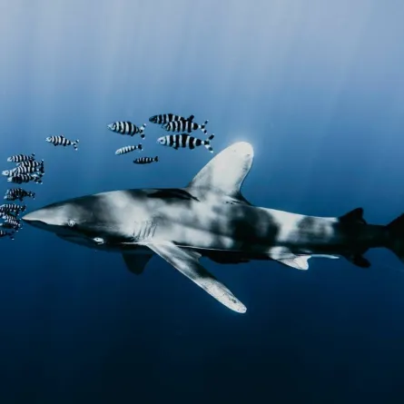 اكتشاف نادر لكائن 