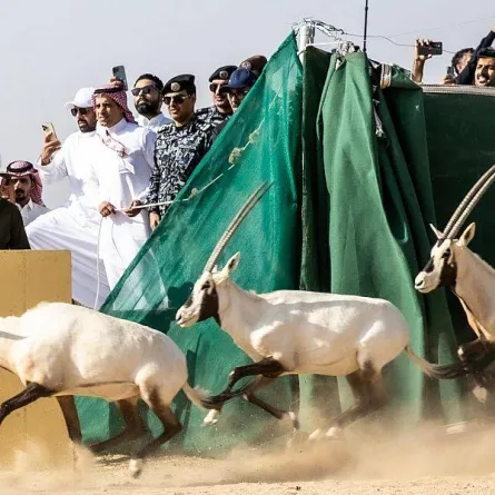 المها العربي في محمية نيوم لأول مرة منذ 100عام مصدر الصورة واس
