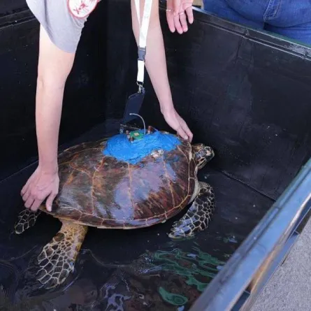 إعادة سلحفاة مهددة بالانقراض إلى بيئتها الطبيعية في السعودية