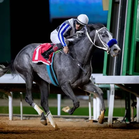 الفرس قربه وخيالها عادل الفريدي