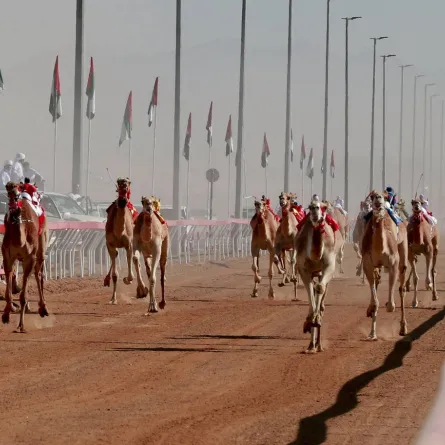 انطلاق مهرجان محمد بن زايد لسباقات الهجن ومزاينة الإبل "التلة" في يناير 2023 - الصورة من وام