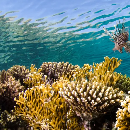 البحر الأحمر الدولية