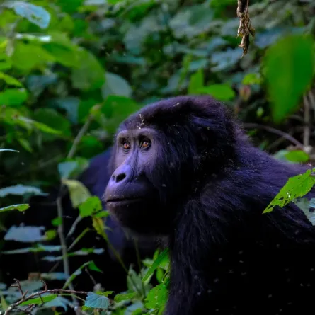 غوريلا تستمتع بالتقاط السيلفي مع حارسها