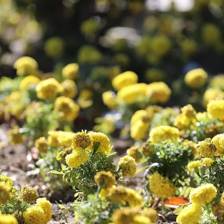 أمانة الطائف