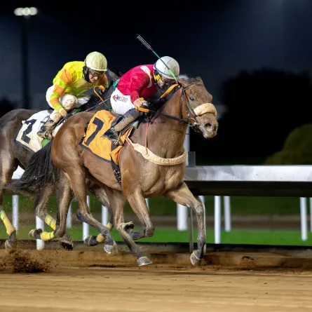 الجواد يمتاز. الصورة من نادي سباقات الخيل