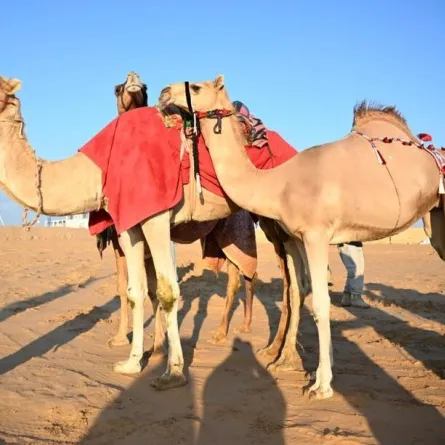 مسابقات مزاينة الإبل . الصورة من "وام"