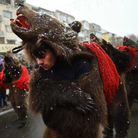 مهرجان الدببه رومانيا