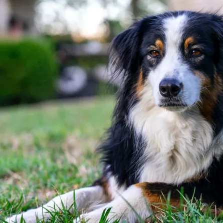 أغنى كلب فى العالم