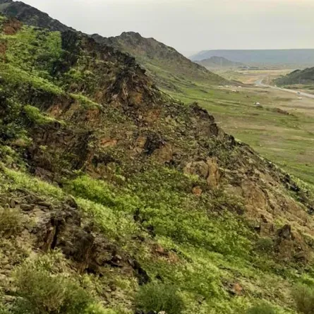 جبال مكة المكرمة تكتسي باللون الأخضر - الصورة من حساب أمانة العاصمة المقدسة للمصورة هلا الحربي