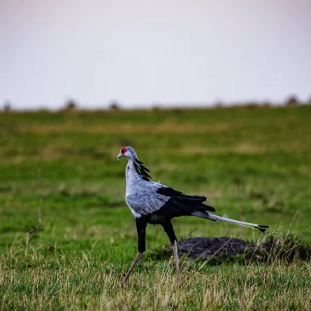 أطول رحلة لطائر تدخل موسوعة غينيس للأرقام القياسية