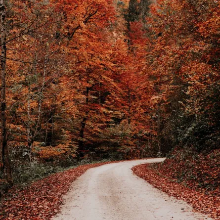 غابة حمراء من الأشجار