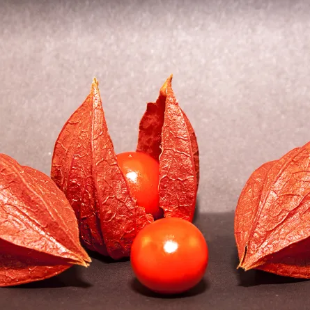 أضرار الاشواجندا