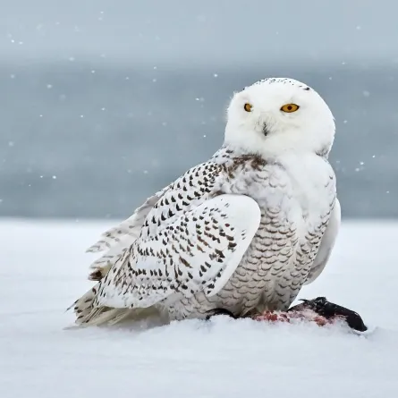 بومة ثلجية نادرة تظهر بعد تخفيها 100 عام