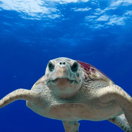 سلحفاة  بحرية