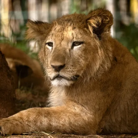 A Barbary lion cub (also known as the Atlas or North African lion), is pictured in its enclosure at the Rabat zoo, in the Moroccan capital, on February 2, 2022. FADEL SENNA / AFP
