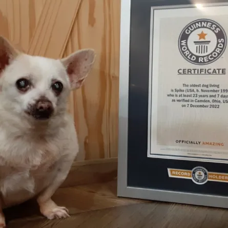 أكبر كلب يدخل موسوعة غينيس للأرقام القياسية - الصورة من موقع غينيس الرسمي على الإنترنت