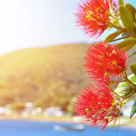 صورة لنبات ورق الغار