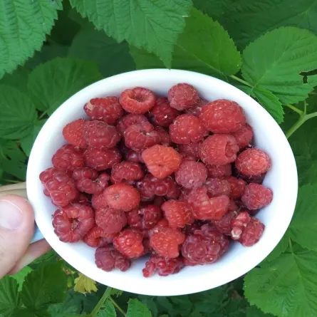 فوائد التوت الأحمر للرجيم (المصدر: pexels )